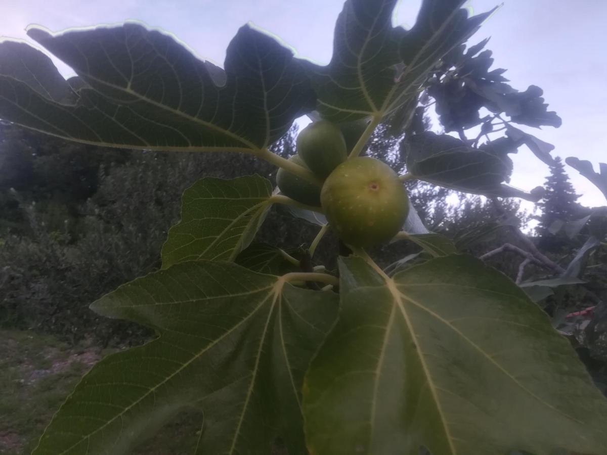 Apartman Pelcic Kostrena Bagian luar foto